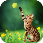 Cat playing ball live wallpaper icon
