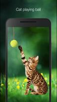 Cat playing ball live wallpaper Affiche