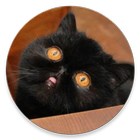 Unimpressed cats icon