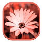 Flower Stickers for watsapp icon