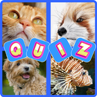 Animal Quiz 1 Pics 1 Word icône