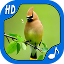 Top Bird Sounds & Ringtones APK