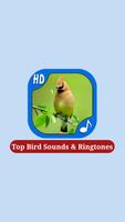 Top Bird Sounds & Ringtones Affiche