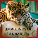 Imagens de animais - imagens de HD  de fundo APK