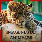 Animal Images - HD Images and Backgrounds icône