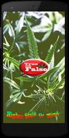 marijuana True or False poster