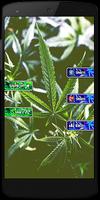 Marijuana Vrai ou faux capture d'écran 2