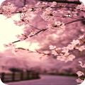 Sakura Live Wallpaper