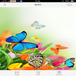 Flowers and Butterfly Themes