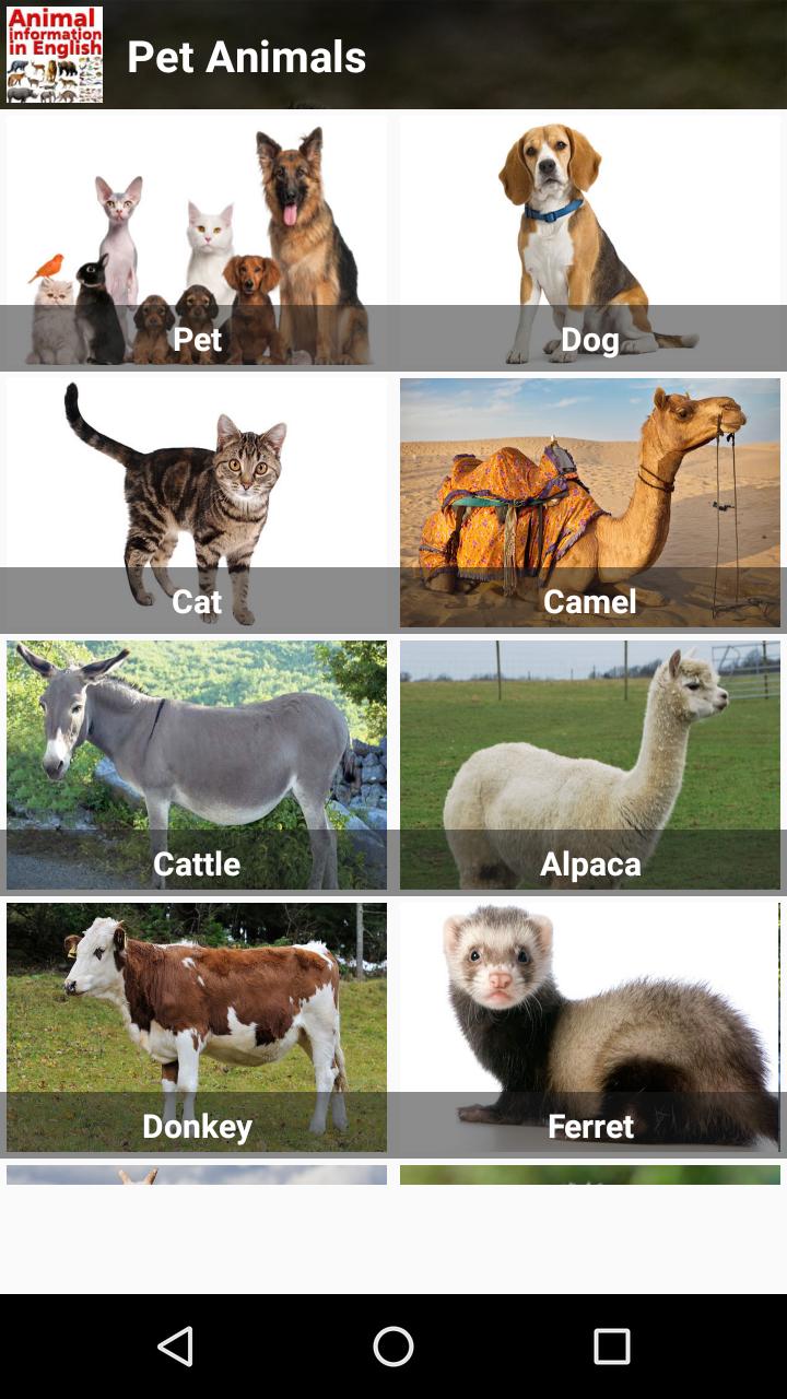 Animal information. Information about animals. Info animal.