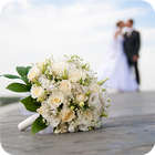 SunWedding иконка