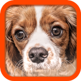 Translator for Dogs - Joke-APK