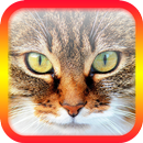 Pergunte ao Gato APK