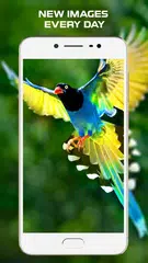 Скачать HD обои - Фон APK