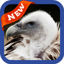 Vulture Wallpaper APK