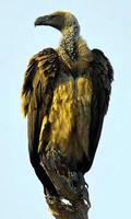 Vulture Wallpaper पोस्टर