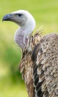 Vulture Wallpaper स्क्रीनशॉट 1