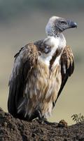 Vulture Wallpaper स्क्रीनशॉट 2