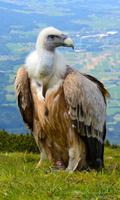 Vulture Wallpaper स्क्रीनशॉट 3