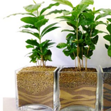 Выращивать дерево