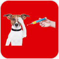 Como Vacinar seu Cão