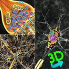 3D Biology + آئیکن