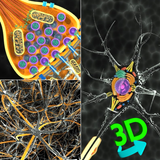 3D Biology + simgesi