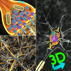 3D Biology + ikona