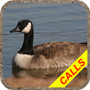 Goose hunting calls Pro. Water APK