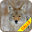 Coyote hunting calls Pro: coyo APK
