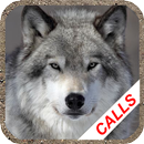 Wolf Howl APK