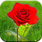 Rose Live Wallpaper simgesi