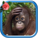 Monkey Animated Pictures APK