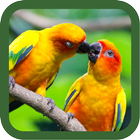 Birds Images Wallpapers أيقونة