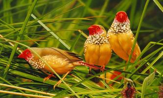 Birds Images Wallpapers اسکرین شاٹ 3