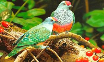 Birds Images Wallpapers اسکرین شاٹ 2