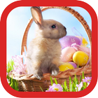 Easter Bunny Wallpapers icono