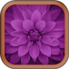 Purple Images Wallpapers 图标