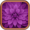 Purple Images Wallpapers APK