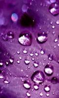 Purple Images Wallpapers 截图 2
