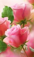 Pink Images Wallpapers پوسٹر