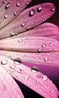 Pink Images Wallpapers ภาพหน้าจอ 1