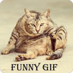 Funny Cat gif
