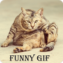 Funny Cat gif aplikacja