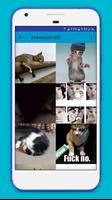 Funny Cat gif poster