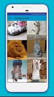 Funny Cat gif Ekran Görüntüsü 1