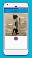 Funny Cat gif screenshot 2