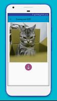 Funny Cat gif Ekran Görüntüsü 3
