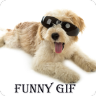 Funny Gif collection icon