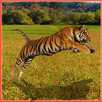 Tiger Hunter APK